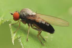 Attēlu rezultāti vaicājumam “Platypezidae”