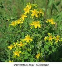 Image result for Johanniskraut
