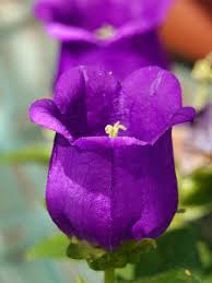 Image result for Campanula medium