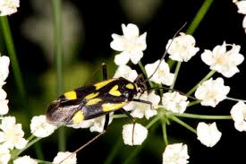 Attēlu rezultāti vaicājumam “Grypocoris sexguttatus”