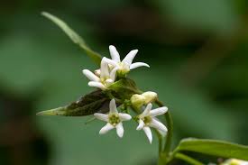 Attēlu rezultāti vaicājumam “Vincetoxicum hirundinaria”