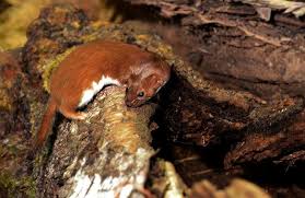 Attēlu rezultāti vaicājumam “Mustela nivalis”