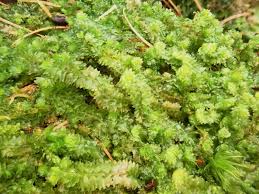 Attēlu rezultāti vaicājumam “Barbilophozia lycopodioides”