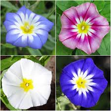 Image result for Convolvulus tricolor
