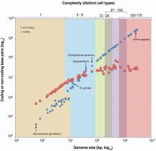 Image result for genome sizes