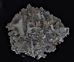 Attēlu rezultāti vaicājumam “Cladonia mitis”