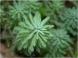 「綠羽毛」的圖片搜尋結果