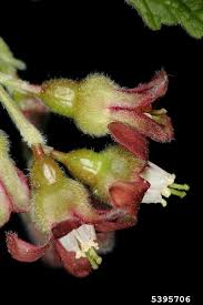 Attēlu rezultāti vaicājumam “Ribes nigrum”