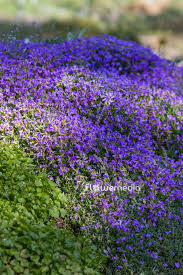 Attēlu rezultāti vaicājumam “Aubrieta deltoidea flower”