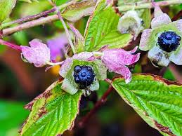 Attēlu rezultāti vaicājumam “Silene baccifera fruit”