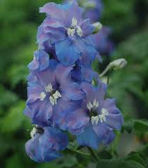 Attēlu rezultāti vaicājumam “Delphinium elatum”