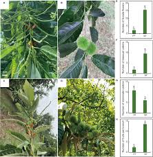 Attēlu rezultāti vaicājumam “Juglans mandshurica female flower”