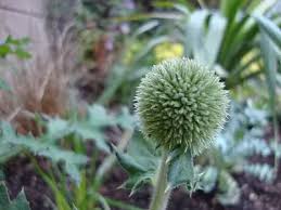 Attēlu rezultāti vaicājumam “Echinops sphaerocephalus leaf”