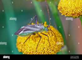 Attēlu rezultāti vaicājumam “Adelphocoris quadripunctatus imago”