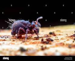 Attēlu rezultāti vaicājumam “Symphypleona”