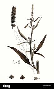 Attēlu rezultāti vaicājumam “Atriplex littoralis”