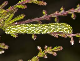 Attēlu rezultāti vaicājumam “Anarta myrtilli”