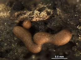 Attēlu rezultāti vaicājumam “Trichia contorta macro”