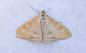 Attēlu rezultāti vaicājumam “Sitochroa verticalis”