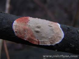 Attēlu rezultāti vaicājumam “Stereum rugosum”