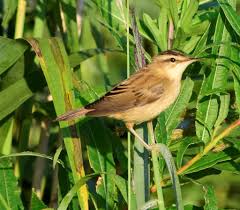 Attēlu rezultāti vaicājumam “Acrocephalus schoenobaenus adult”