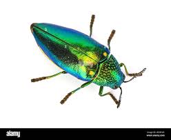 Attēlu rezultāti vaicājumam “Buprestidae”