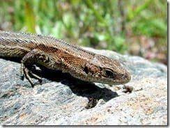 Attēlu rezultāti vaicājumam “Lacerta vivipara”