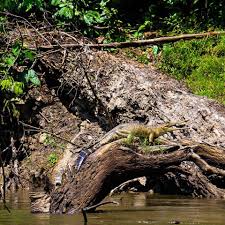 Attēlu rezultāti vaicājumam “Cladopodiella francisci macro”