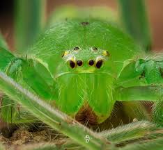 Attēlu rezultāti vaicājumam “Micrommata virescens”