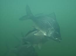 Image result for Eugerres plumieri