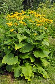 Image result for Inula helenium