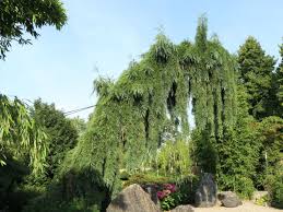 Image result for Mammutbaum