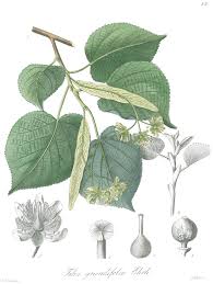 Attēlu rezultāti vaicājumam “Tilia platyphyllos subsp. cordifolia”