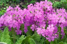 Attēlu rezultāti vaicājumam “Primula”