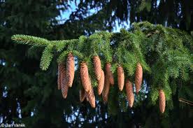 Attēlu rezultāti vaicājumam “Picea abies fruit”