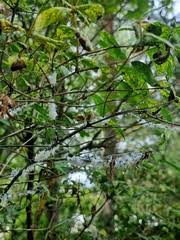 Attēlu rezultāti vaicājumam “Prociphilus xylostei”