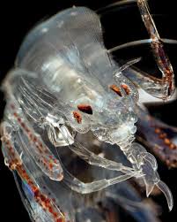 Attēlu rezultāti vaicājumam “Phronia sp.”