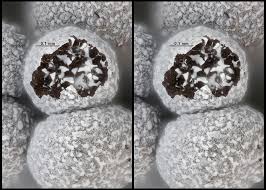 Attēlu rezultāti vaicājumam “Physarum cinereum spores”