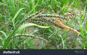 Attēlu rezultāti vaicājumam “Carex hirta male flower”