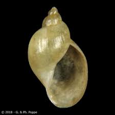 Attēlu rezultāti vaicājumam “Lymnaeidae”