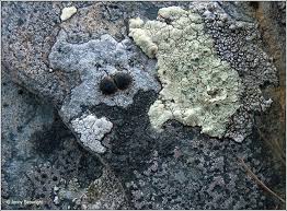 Attēlu rezultāti vaicājumam “Porpidia macrocarpa”