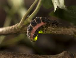 Attēlu rezultāti vaicājumam “Lampyridae”