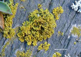 Attēlu rezultāti vaicājumam “Xanthoria candelaria”