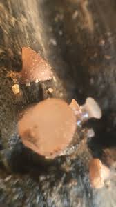 Attēlu rezultāti vaicājumam “Hyphodiscus hymeniophilus”