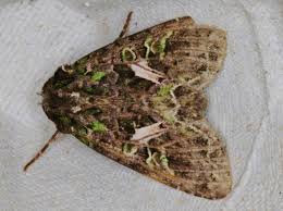 Attēlu rezultāti vaicājumam “Trachea atriplicis”