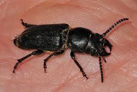 Attēlu rezultāti vaicājumam “Spondylis buprestoides”