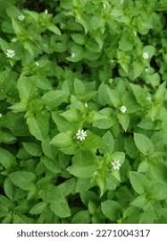 Attēlu rezultāti vaicājumam “Stellaria alsine”