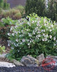 Attēlu rezultāti vaicājumam “Symphytum grandiflorum flower”