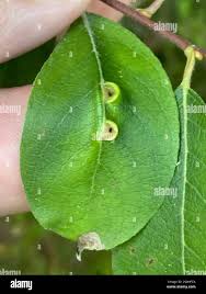 Attēlu rezultāti vaicājumam “Euura pedunculi”