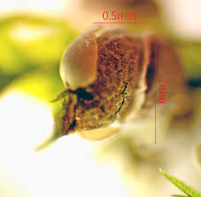 Attēlu rezultāti vaicājumam “Diderma chondrioderma macro”